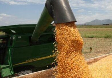 Arroz: Foco no Desenvolvimento Agrícola no Huambo e Cuanza-Norte