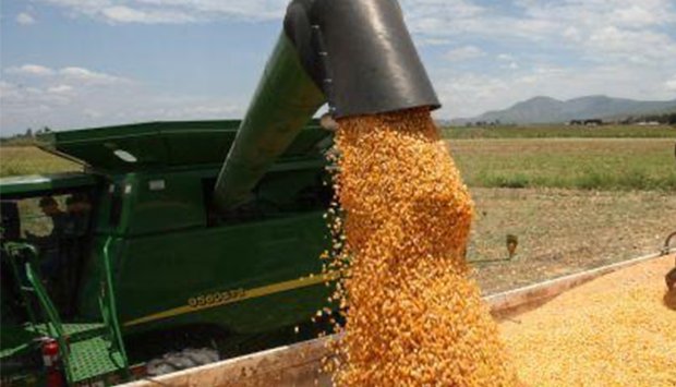 Arroz: Foco no Desenvolvimento Agrícola no Huambo e Cuanza-Norte